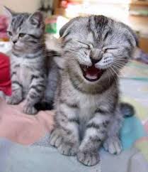 cute mammals