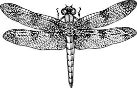 dragonfly clip art free