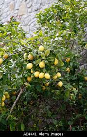 citrus lemon tree