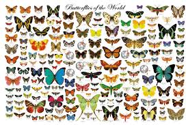 species of moths