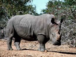 rhino picture