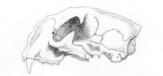 mountain lion skull