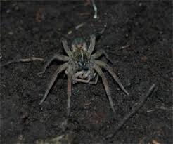wolf spider species