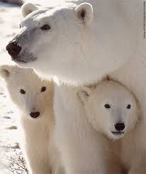bear