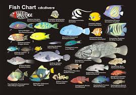 tropical fish identification pictures