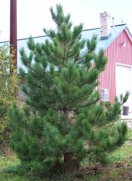 pictures red pine trees