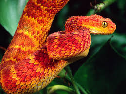 bush viper snake