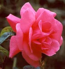 roses photos