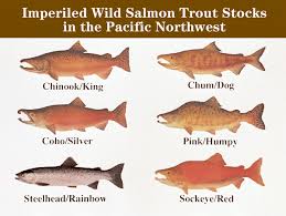 trout salmon pictures