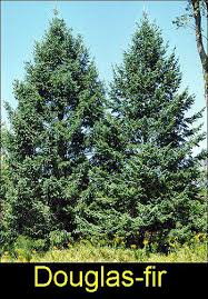 pictures douglas fir trees