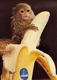 http://t2.gstatic.com/images?q=tbn:9V7O2xhcB8YlHM:http://www.guzer.com/pictures/baby_monkey_banana.jpg