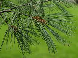 white pine pinus strobus