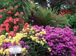 pictures azaleas