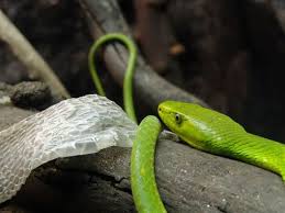 green mamba snake