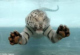 big cat pictures