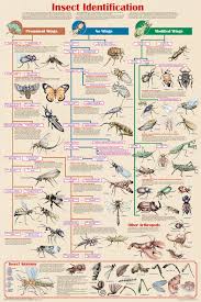 insect identification pictures