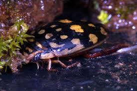 diving beetles