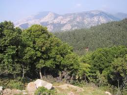 coniferous trees pictures