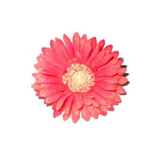 orange daisies