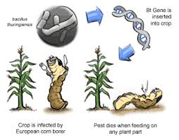 الهندسة الجينية GM-crop