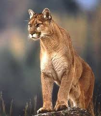 mountain lions