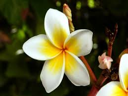 temple flower