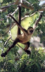 spider monkey