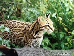 rainforest animal pictures