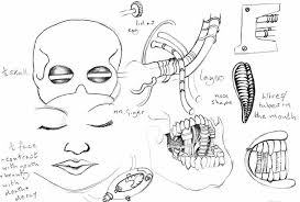 how to draw a skull