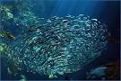 TJP Engineering - Aquariums