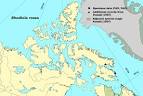 Flora of the Canadian Arctic Archipelago - Rhodiola rosea L.