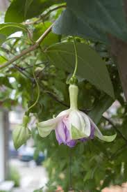 Sigrids Fuchsienseite - Anne Kirchner-