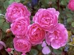 roses - pink rose pictures