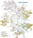 Proteomics Services: PTMScan® Direct Ser/Thr Kinases
