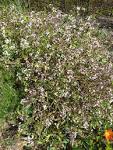 File:Daphne tangutica 'Tangut Daphne' (Thymelaeceae) plant.jpg ...