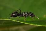Lofty experiments with gliding ants reveals secrets of their