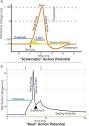 Action potential - Wikipedia, the free encyclopedia
