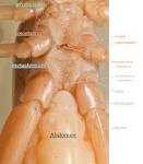 Anatomical Terms Of Location | Splendor Awaits
