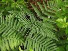 Bracken Fern For Sale | Buy Bracken Ferns