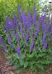 SALVIA: A Sage Choice For Any Garden | Painless Garden-No Pain, No ...