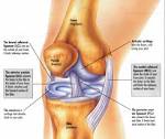 Knee Anatomy