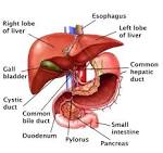 The <b>liver</b> is the largest of