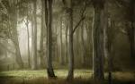 summer, the trees, the mist, nature | Nature & Cities wallpapers