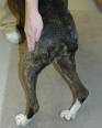 American Boxer Club: Dealing with Degenerative Myelopathy in Boxers