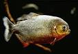 Characiformes