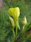 <b>Oenothera biennis</b> L.
