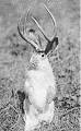 jackalope pronunciation