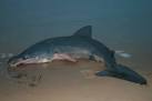 NJ2470 : A Basking Shark beaten by the northerly winds - via Daymix