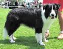 Herding Dogs, Dog Care and Information for Herding Dog Breeds