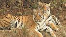 The roar is back: Indias tigers are on their prowl again